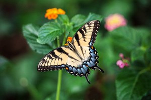 A scuola di Citizen science: costruiamo una WebApp per il monitoraggio delle specie sul territorio