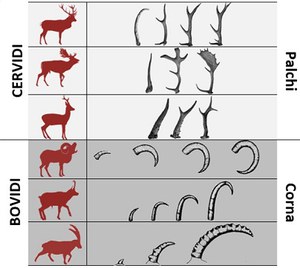 Conoscere e studiare la fauna: ISPRA incontra le scuole