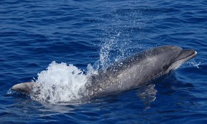 Quali specie di cetacei e di tartarughe è possibile incontrare nei nostri mari?