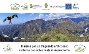 Insieme per un traguardo ambizioso: il ritorno del nibbio reale in Aspromonte