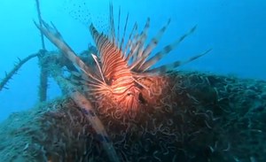 "Attenti a quei 4!" Campagna di citizen science promossa da IRBIM CNR e ISPRA per l'avvistamento di specie aliene nel Mediterraneo