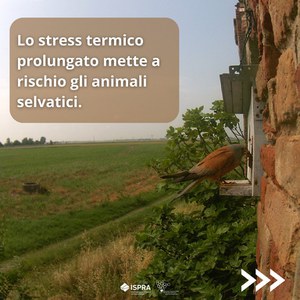 Lo stress termico prolungato mette a rischio gli animali selvatici