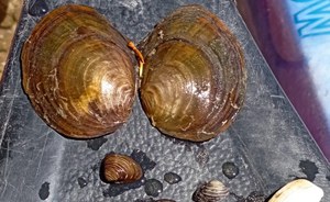 Un progetto di Citizen Science sui molluschi d’acqua dolce nel Tevere, ideato da ricercatori ISPRA, ha segnalato, per la prima volta, la presenza della vongola asiatica, specie aliena, in Umbria