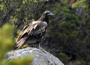 Dora e Cloe, liberate in Basilicata, stanno migrando verso sud