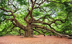 L'albero cittadino