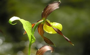 Cosa è la direttiva Habitat?