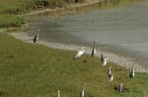 Il monitoraggio degli ecosistemi: una nuova generazione di indicatori per la biodiversità