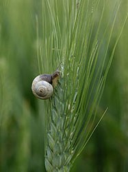 Il monitoraggio della biodiversità nella Rete Natura 2000. Roma, 14 dicembre