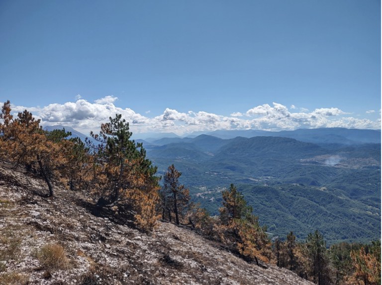 Figura 1: Piantagione di Pino Nero colpita da incendio nella stagione estiva 2021 (Valle del Cicolano, Rieti).