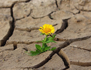 Cambiamenti climatici: ondate di calore