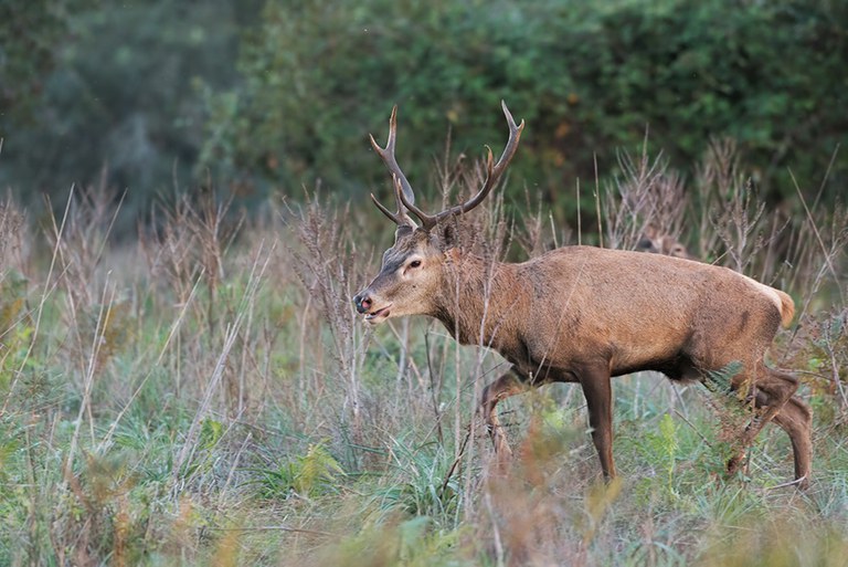 Cervo (Cervus elaphus) Foto di A. Calabrese