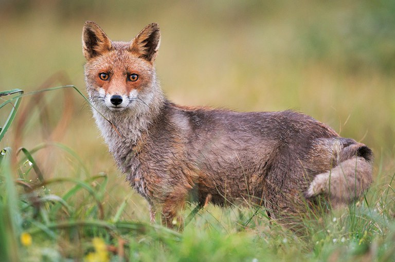 Incontri selvatici: volpe (Vulpes vulpes). Foto di A. Calabrese