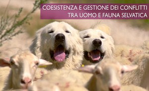 Coesistenza e gestione dei conflitti tra uomo e fauna selvatica