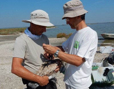 Le attività sulla fauna selvatica svolte nella sede ISPRA di Ozzano dell'Emilia