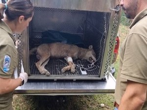 La lupa catturata il 23 settembre è  la responsabile delle aggressioni di luglio e agosto