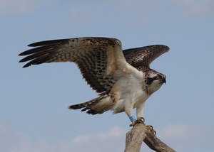 Maremma, è tornato il falco pescatore