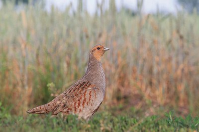 Starna italica (Perdix perdix italica) photo www.lifeperdix.it