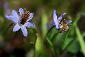 La tutela delle api e degli altri impollinatori selvatici