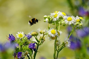 Un nuovo strumento legislativo per la conservazione della natura in Europa: il Regolamento per il ripristino della Natura