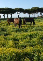 La protezione delle specie della flora e della fauna selvatica: quadro di riferimento legislativo regionale