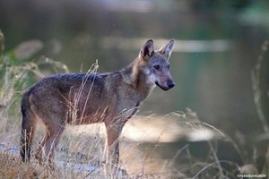 A Radio3 Scienza intervista al Responsabile del servizio per il coordinamento della fauna selvatica dell'ISPRA