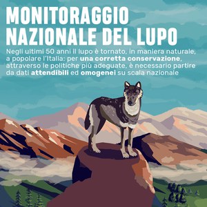 Il monitoraggio nazionale del lupo spiegato in un'infografica