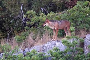 Le tracce nel bosco raccontano la vita dei suoi abitanti. Dalle tracce alla conoscenza: il monitoraggio del lupo in Italia