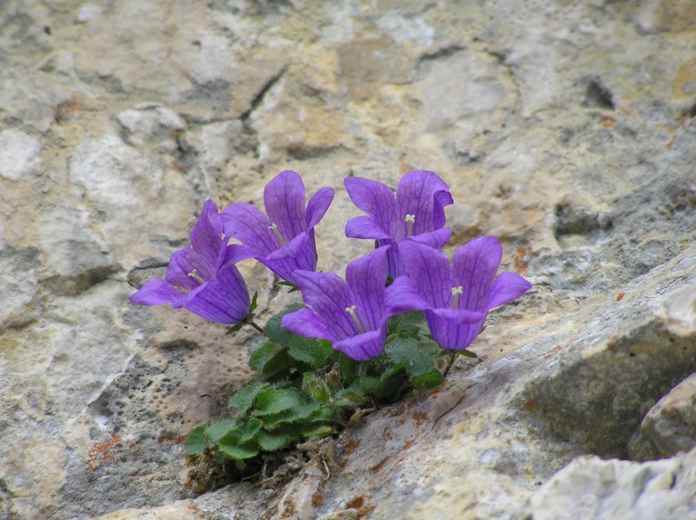 Campanula morettiana Foto V. Giacanelli ISPRA