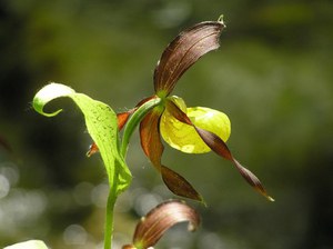 Cosa è la direttiva Habitat?