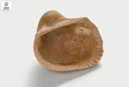 Arca (Arca) diluvii (Bivalve)