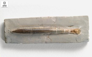 Belemnites sp.  (Cefalopode)