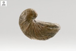 Gryphaea arcuata   (Bivalve)