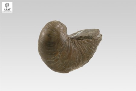 Gryphaea arcuata (Bivalve)