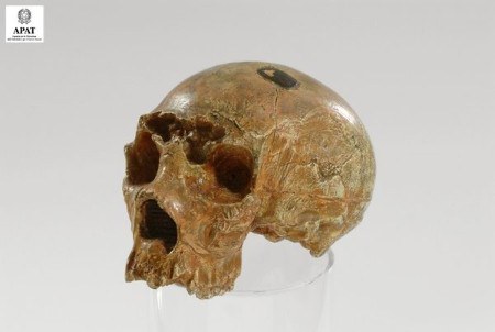 Homo sapiens neanderthalensis (Ominide)