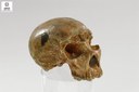 Homo sapiens neanderthalensis (Ominide)