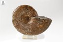 Lytoceras sutile (Ammonite)