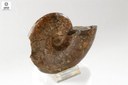 Lytoceras sutile (Ammonite)