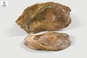 Ostrea lamellosa   (Bivalve)