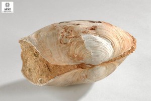 Panopea (Panopea) glycimeris (Bivalve)