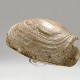 20034 - Panopea sp. (Bivalve)