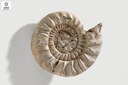 Virgatosimoceras rothpletzi rothpletzi (Ammonite)