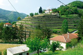 Ecomuseo dei Terrazzamenti e della Vite