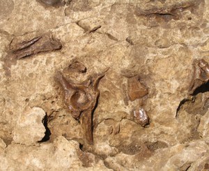 Giacimento Paleontologico di Scontrone