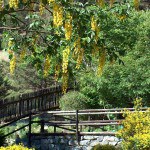 Giardino Alpino Botanico Rezia