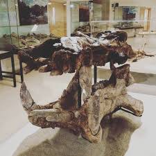 Museo Paleontologico