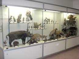 Museo civico di storia naturale