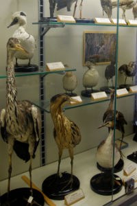 Museo civico di storia naturale