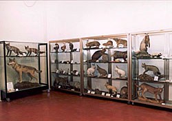 Museo Civico di Storia naturale di Jesolo