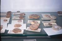 Museo dei Fossili "Don Giuseppe Mattiacci"