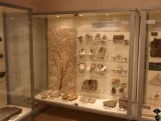 Museo dei Fossili